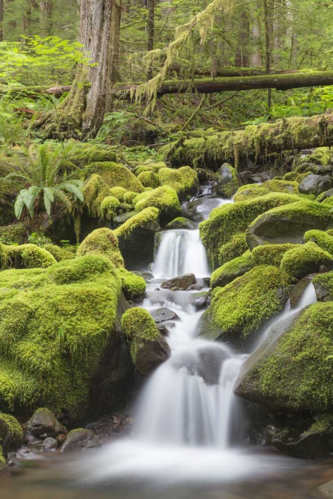 Washington, Olympic NP Small stream in forest art print by Don Paulson for $57.95 CAD