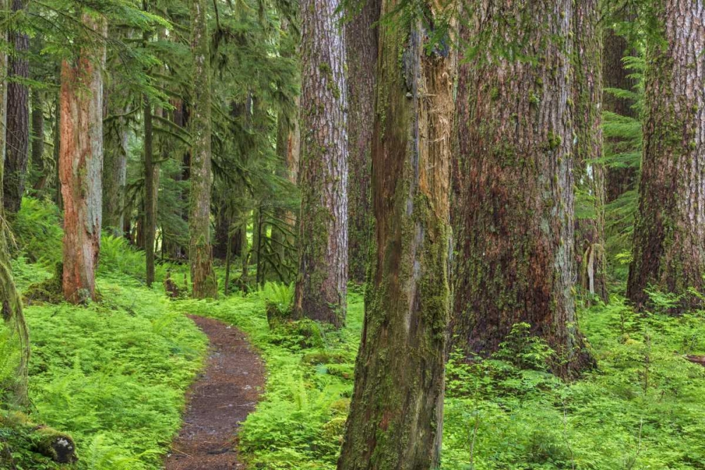 Washington, Olympic NP Old growth forest art print by Don Paulson for $57.95 CAD