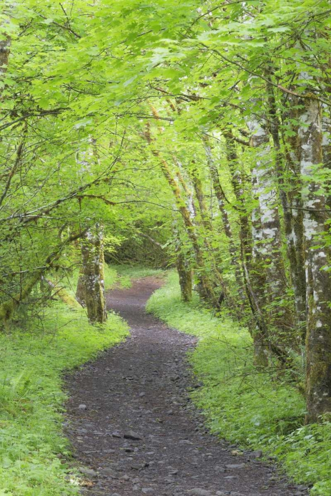 Washington, Olympic NP Trail through a forest art print by Don Paulson for $57.95 CAD