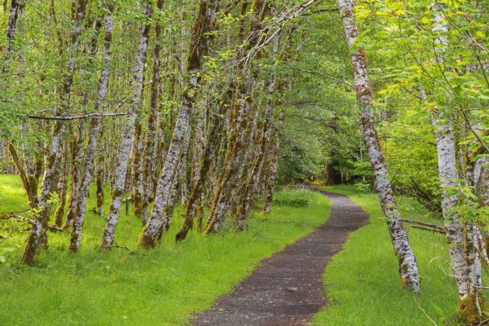 Washington, Olympic NP Trail through a forest art print by Don Paulson for $57.95 CAD
