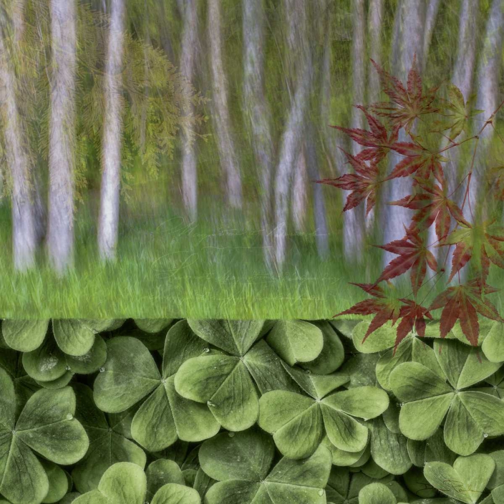 Washington Collage of alder trees and oxalis art print by Don Paulson for $57.95 CAD