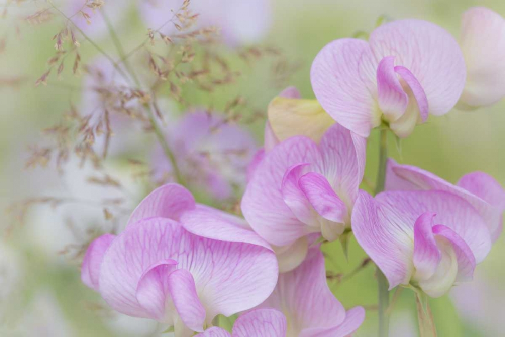 Washington, Seabeck Detail of sweet pea blossoms art print by Don Paulson for $57.95 CAD