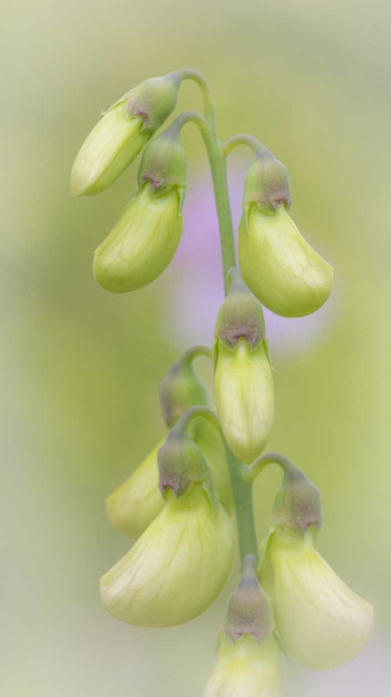 Washington, Seabeck Close-up of sweet pea buds art print by Don Paulson for $57.95 CAD