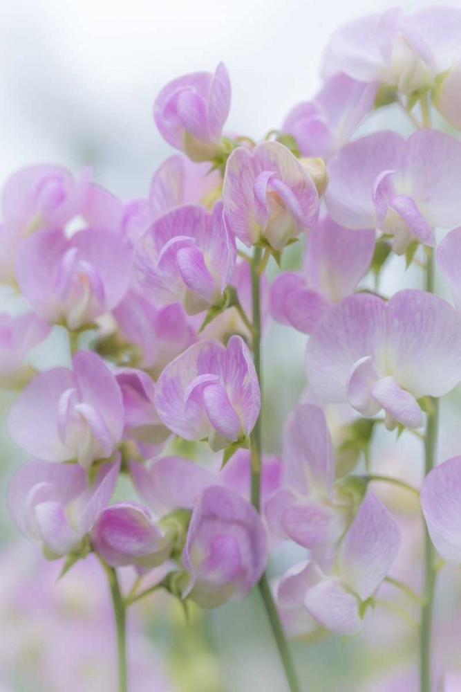 USA, Washington, Seabeck Sweet pea blossoms art print by Don Paulson for $57.95 CAD