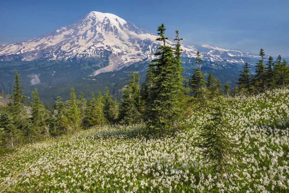 Washington Avalanche lilies and Mount Rainier art print by Don Paulson for $57.95 CAD
