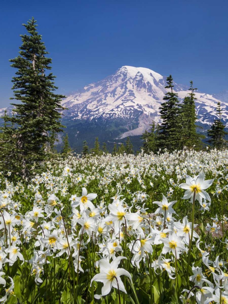 Washington Avalanche lilies and Mount Rainier art print by Don Paulson for $57.95 CAD