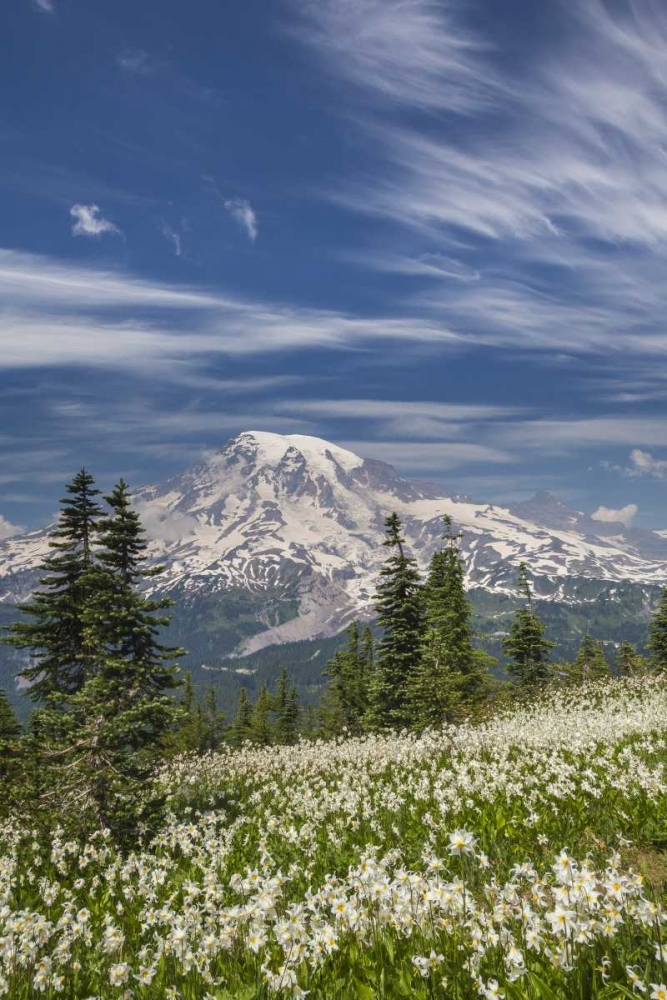 Washington Avalanche lilies and Mount Rainier art print by Don Paulson for $57.95 CAD
