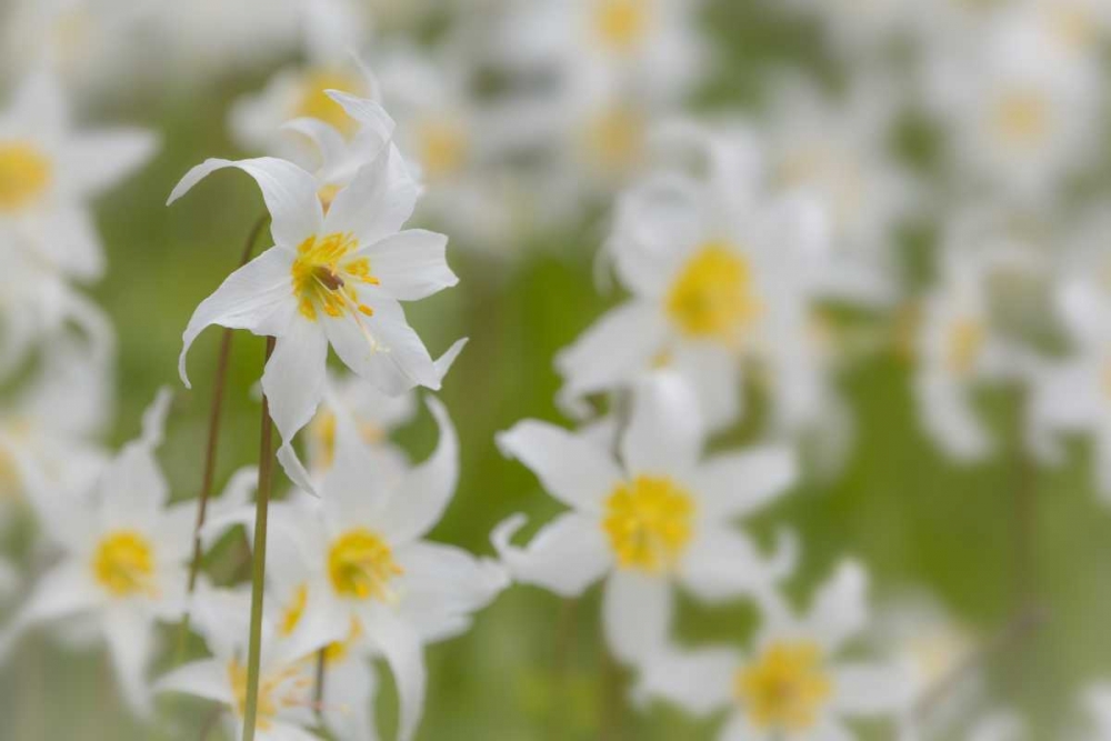 Washington, Mount Rainier NP Avalanche lilies art print by Don Paulson for $57.95 CAD