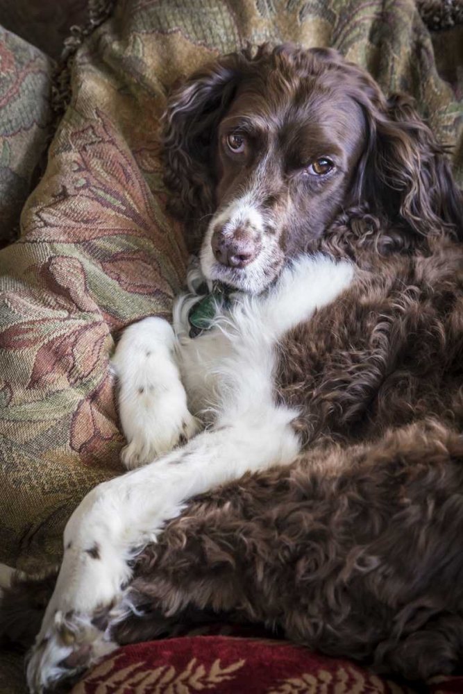 Washington English springer spaniel on couch art print by Don Paulson for $57.95 CAD