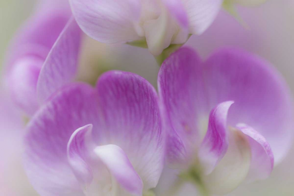 Washington, Seabeck Detail of sweet pea blossoms art print by Don Paulson for $57.95 CAD