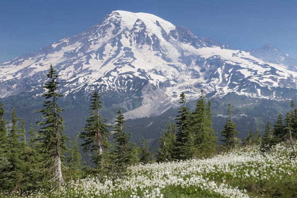 Washington Avalanche lilies and Mount Rainier art print by Don Paulson for $57.95 CAD