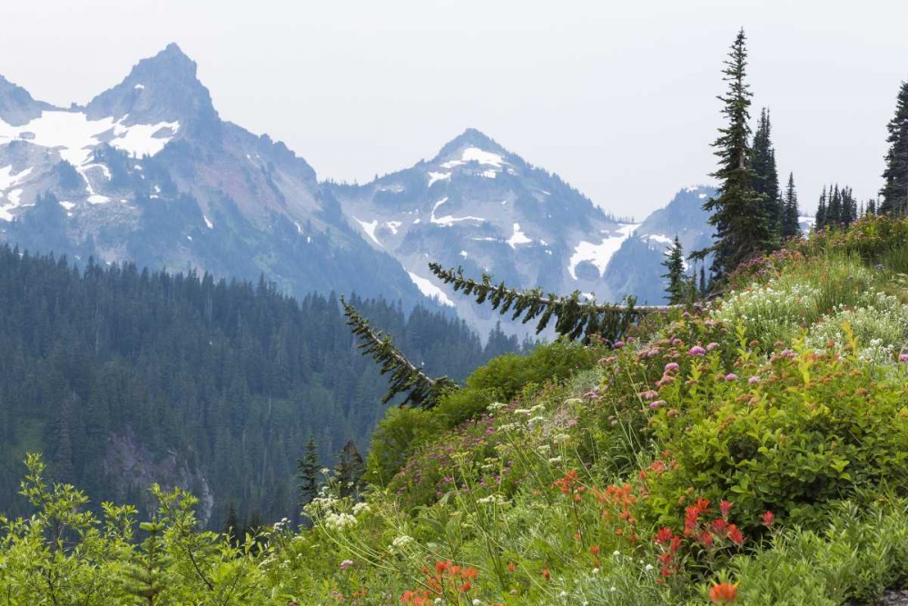 WA Alpine meadow and Tatoosh Range art print by Don Paulson for $57.95 CAD