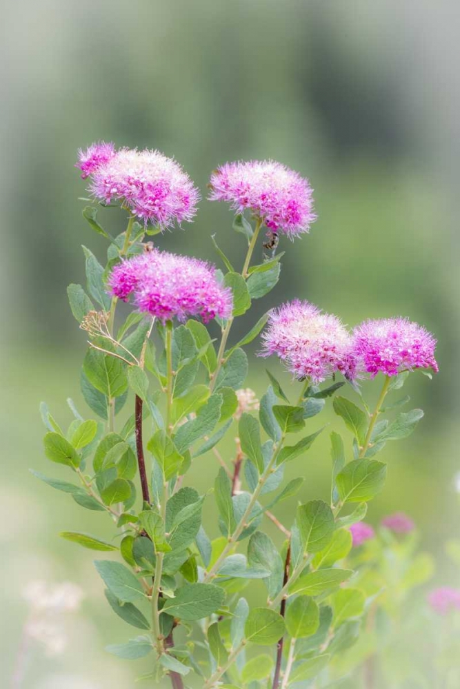Washington, Mount Rainier NP Wildflowers art print by Don Paulson for $57.95 CAD