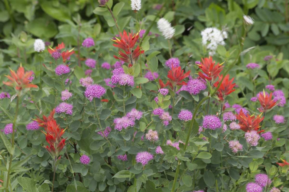 Washington, Mount Rainier NP Wildflowers art print by Don Paulson for $57.95 CAD