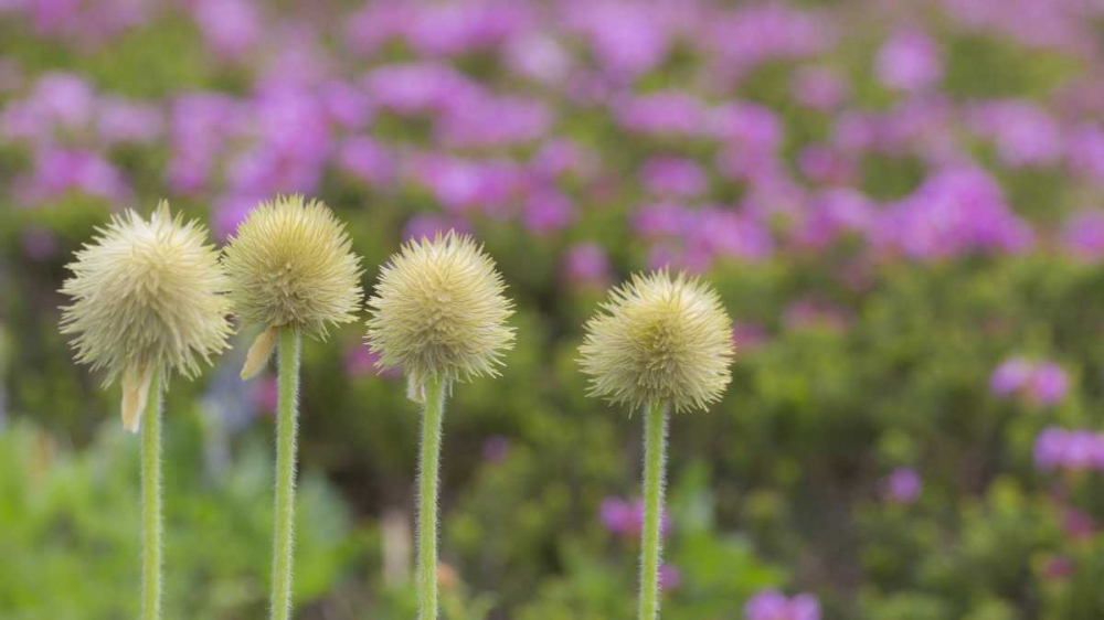 WA, Mt Rainier NP Western pasque flower seed art print by Don Paulson for $57.95 CAD
