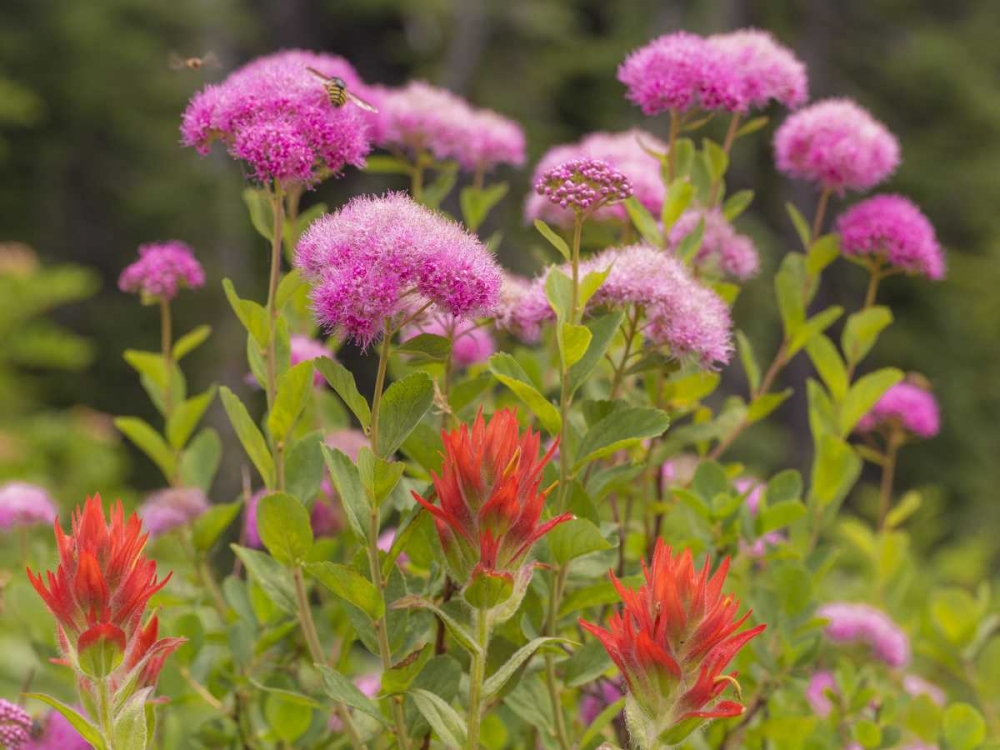 Washington, Mount Rainier NP Wildflowers art print by Don Paulson for $57.95 CAD