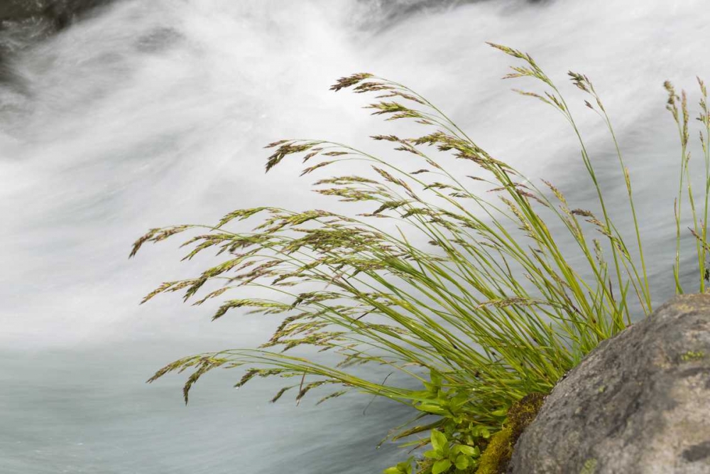 WA, Mount Rainier NP Grass and rushing water art print by Don Paulson for $57.95 CAD