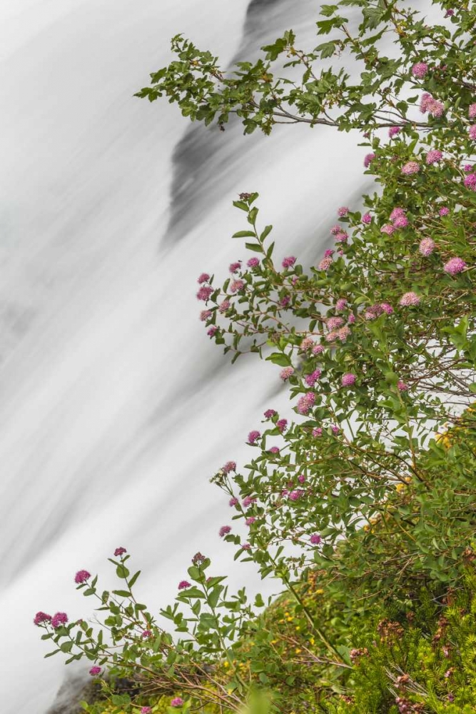 WA, Mount Rainier NP Waterfall in Paradise Creek art print by Don Paulson for $57.95 CAD