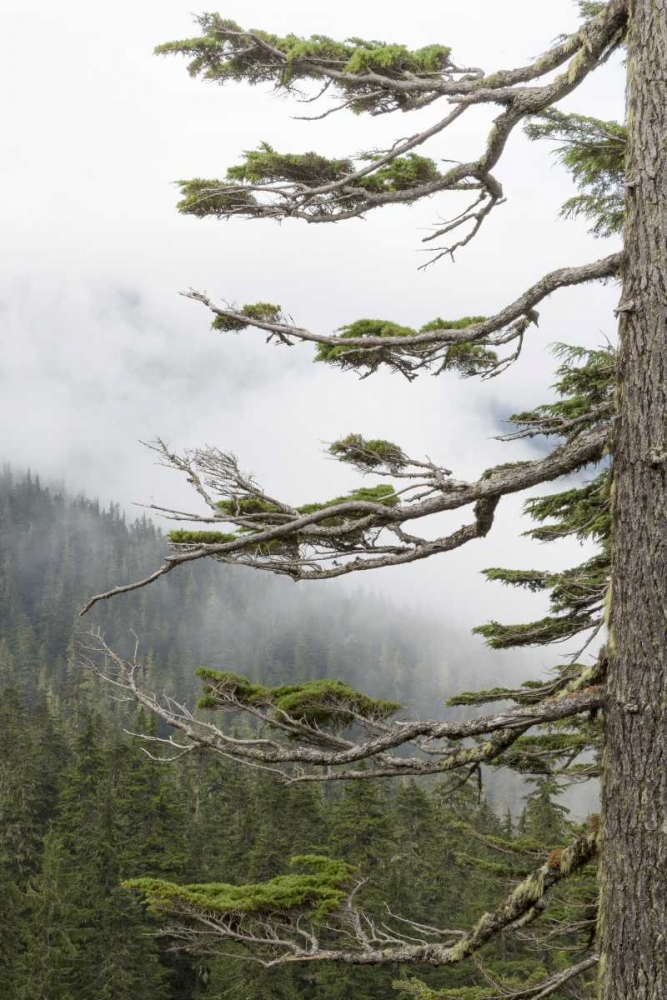 Washington, Mount Rainier NP Evergreens in fog art print by Don Paulson for $57.95 CAD