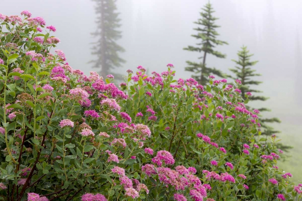 Washington, Mount Rainier NP Wildflowers art print by Don Paulson for $57.95 CAD