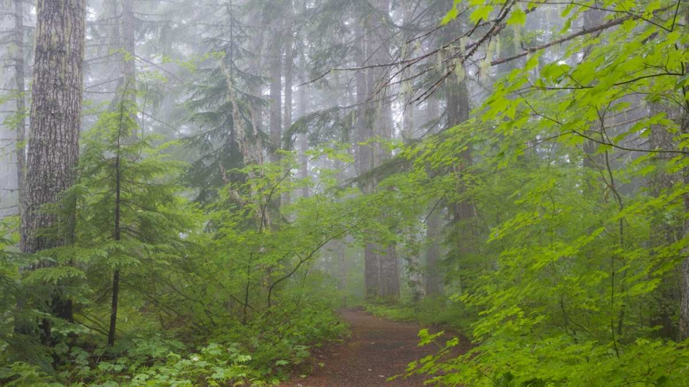 Washington, Mount Rainier NP Trail in forest art print by Don Paulson for $57.95 CAD