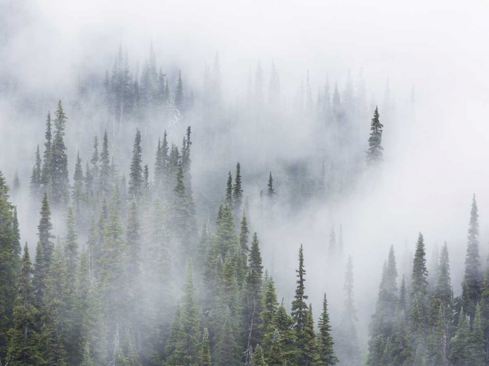 WA, Mount Rainier NP Landscape of fog in forest art print by Don Paulson for $57.95 CAD