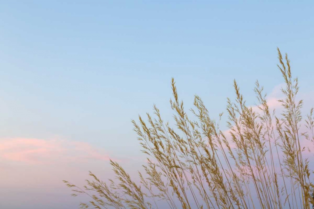 Washington, Seabeck Grasses at sunset art print by Don Paulson for $57.95 CAD