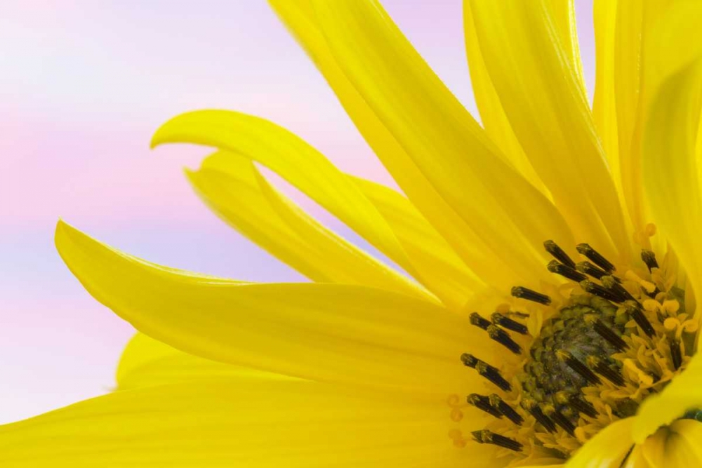 Washington Detail of sunflower blossom art print by Don Paulson for $57.95 CAD