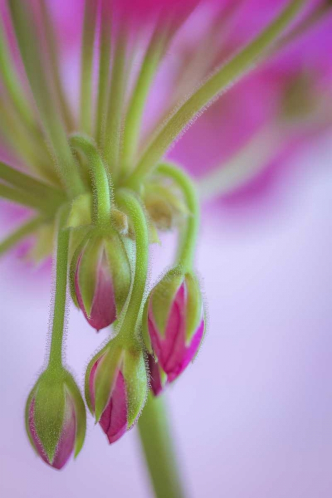 Washington Geranium buds close-up art print by Don Paulson for $57.95 CAD