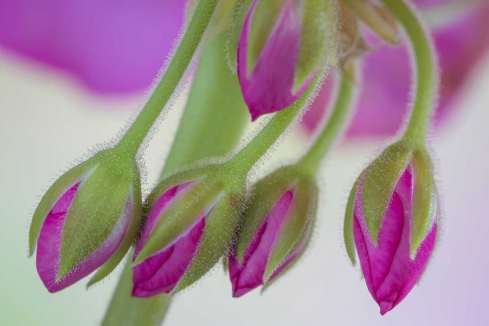 Washington Geranium buds close-up art print by Don Paulson for $57.95 CAD