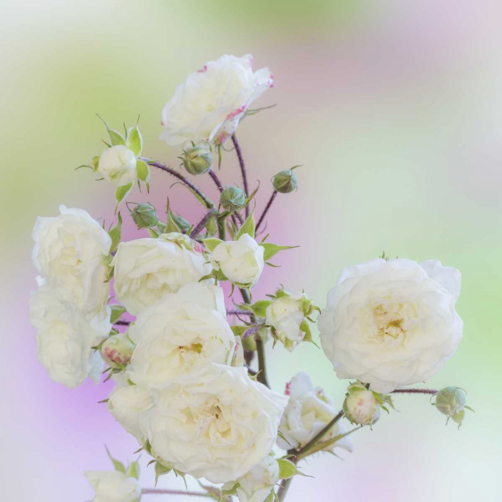 Washington Close-up of peace roses art print by Don Paulson for $57.95 CAD