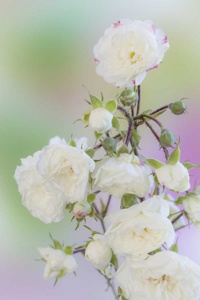 Washington Close-up of peace roses art print by Don Paulson for $57.95 CAD
