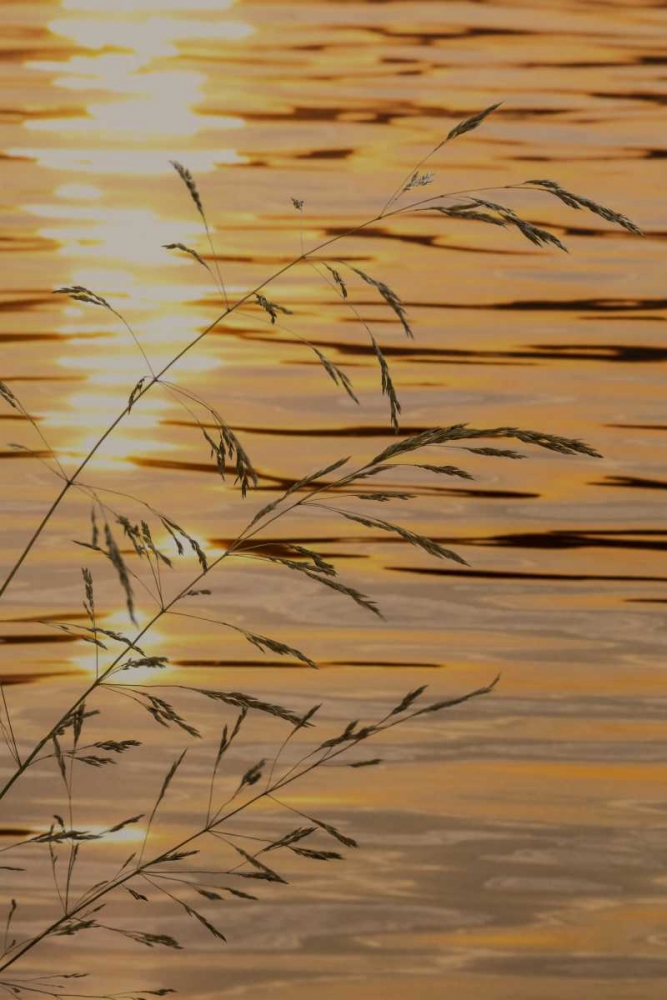 Washington Sunset on water and grasses art print by Don Paulson for $57.95 CAD