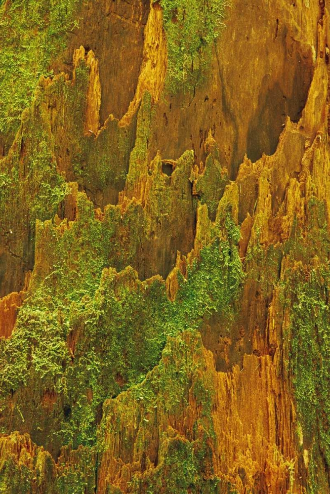 Washington, Olympic NP Hemlock bark with moss art print by Marie Bush for $57.95 CAD