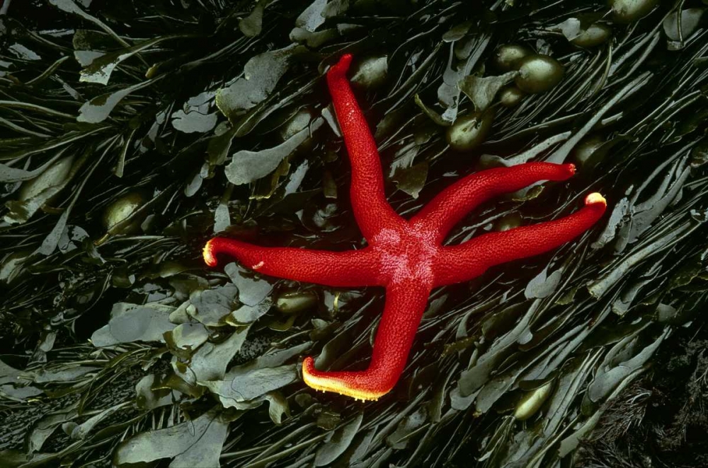 WA, Tongue Point Sea star and kelp in tide pool art print by Marie Bush for $57.95 CAD