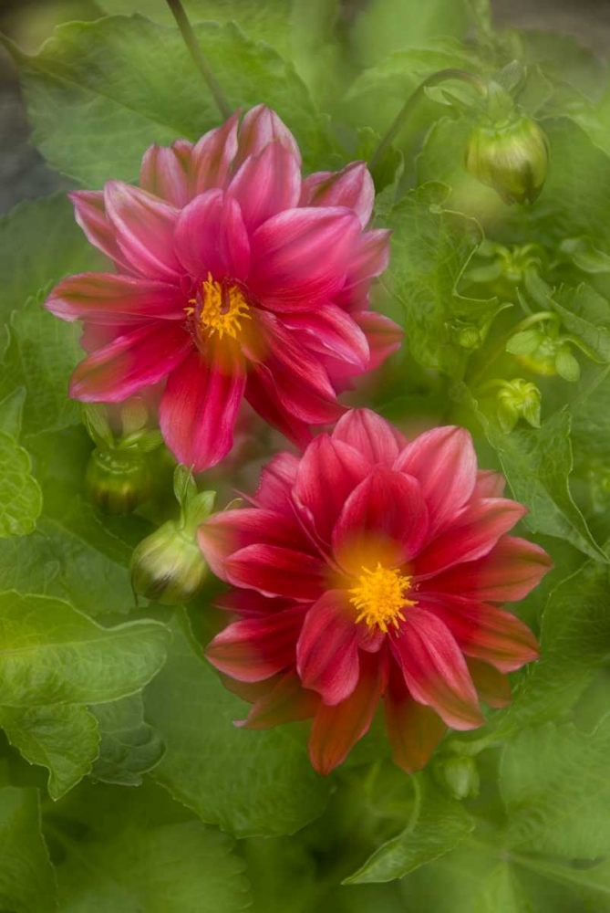 USA, Washington, Whidbey Island Dahlia montage art print by Marie Bush for $57.95 CAD