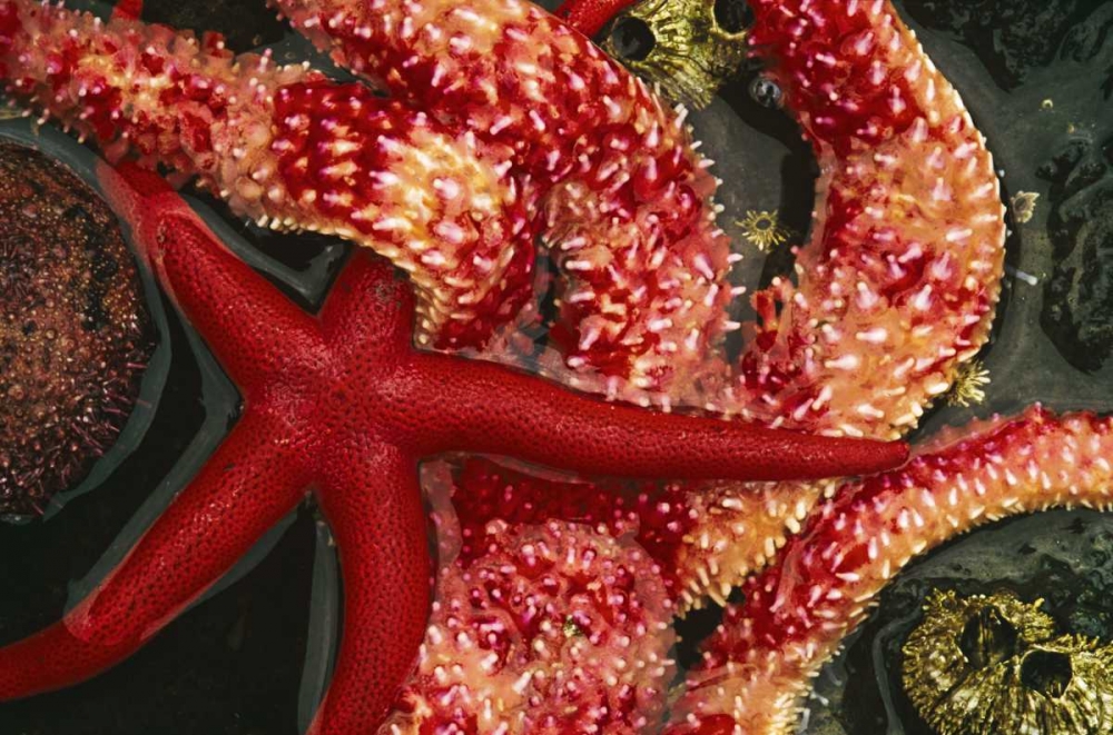 WA, Tongue Point Seastars in tide pool art print by Marie Bush for $57.95 CAD