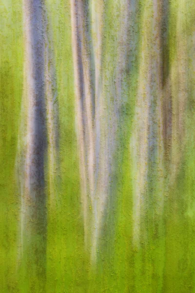 USA, Washington State Alder tree abstract art print by Don Paulson for $57.95 CAD