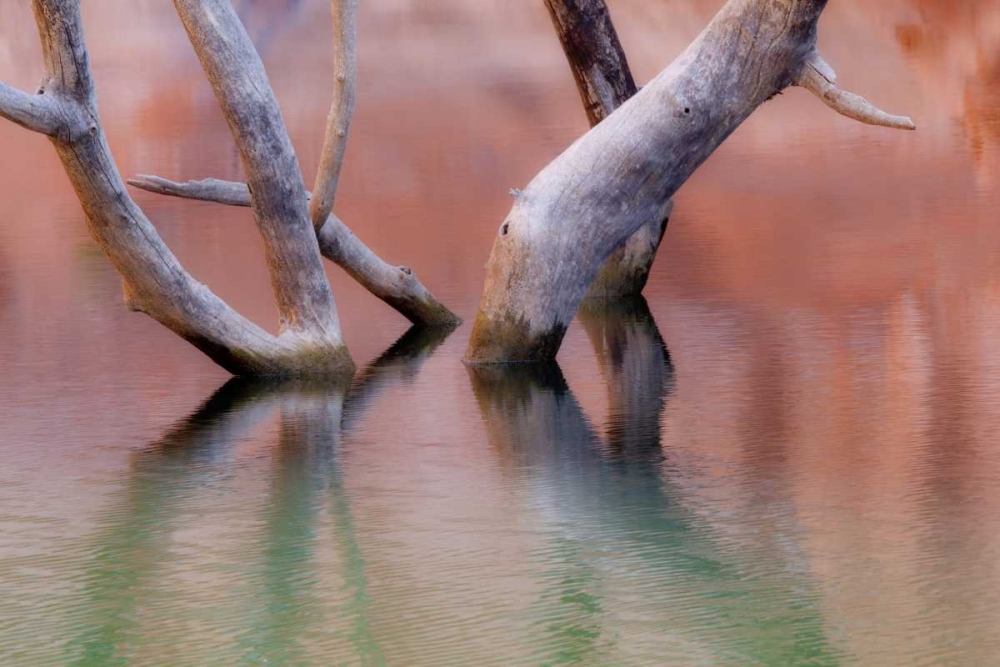 Utah, Glen Canyon Dead cottonwood trunks in lake art print by Don Paulson for $57.95 CAD
