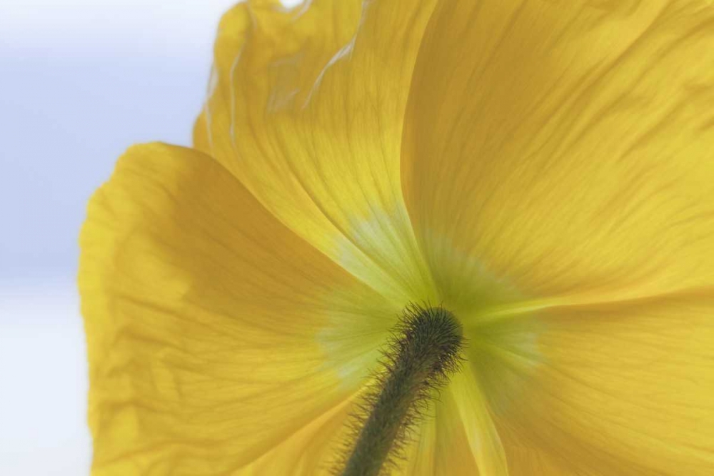 Washington, Seabeck Underside of poppy flower art print by Don Paulson for $57.95 CAD