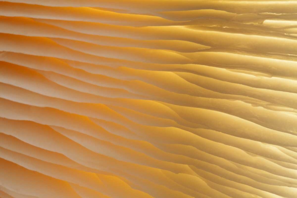 Washington , Seabeck Abstract of mushroom plant art print by Don Paulson for $57.95 CAD