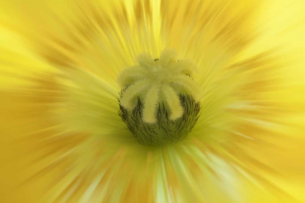 Washington, Seabeck Abstract inside poppy flower art print by Don Paulson for $57.95 CAD
