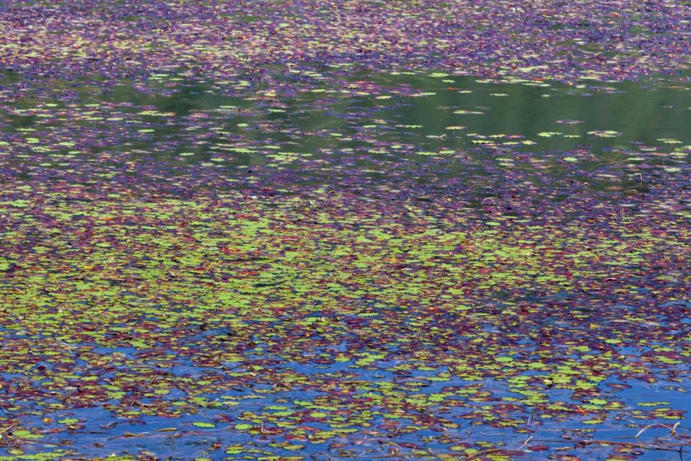 OR, Tahkenitch Lake Abstract of duck weed art print by Don Paulson for $57.95 CAD