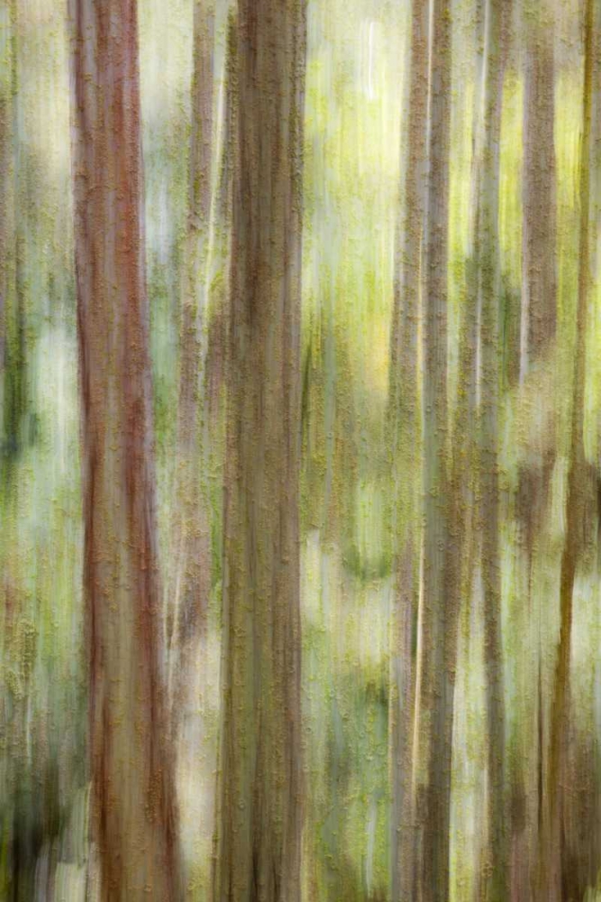 Washington, San Juans Abstract woodland scene art print by Don Paulson for $57.95 CAD