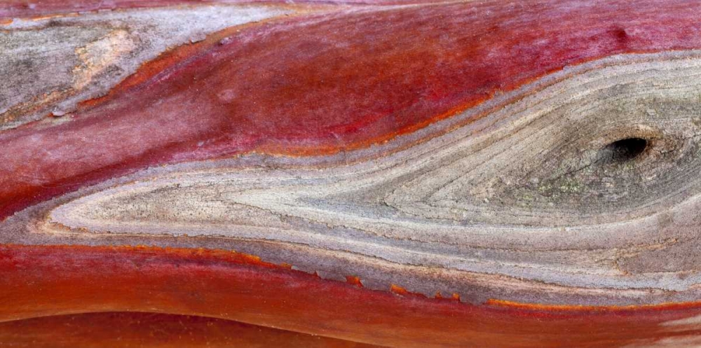 California, Mount Diablo SP Manzanita wood art print by Don Paulson for $57.95 CAD