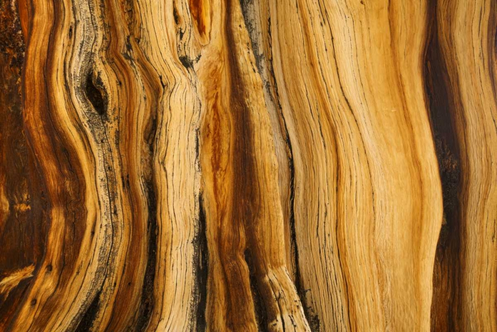 CA, White Mts Wilderness Bristlecone pine wood art print by Don Paulson for $57.95 CAD