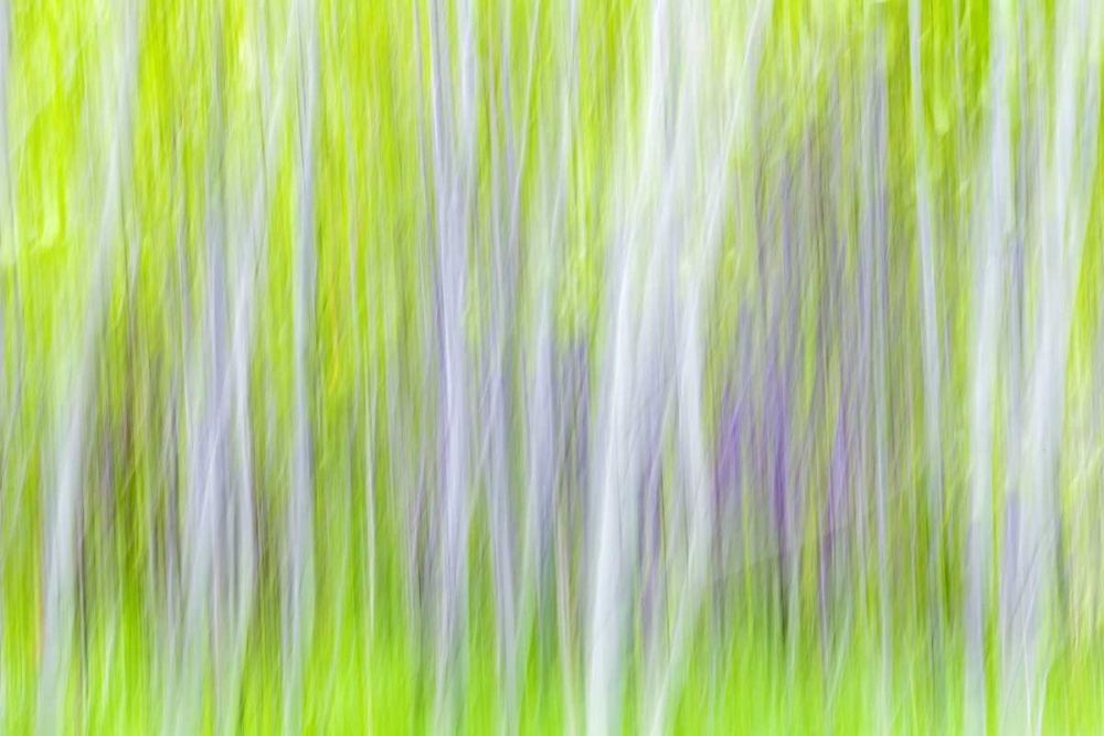 WA, Yakima River Trail Abstract of aspen trees art print by Don Paulson for $57.95 CAD