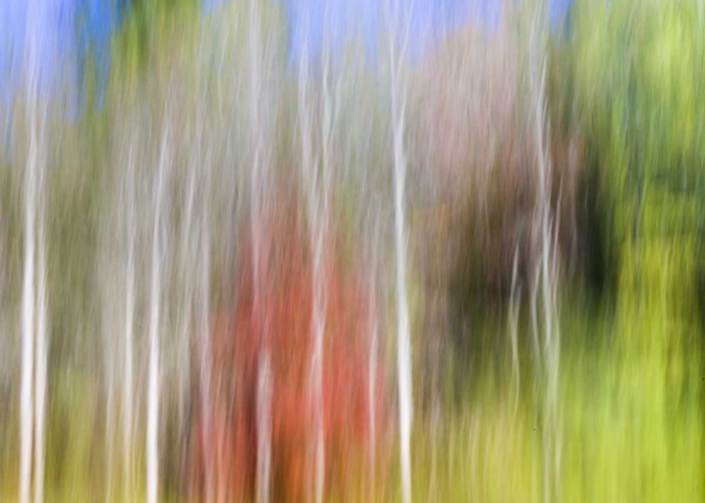 TN, Cherokee NF Abstract tree reflects in a pond art print by Don Paulson for $57.95 CAD