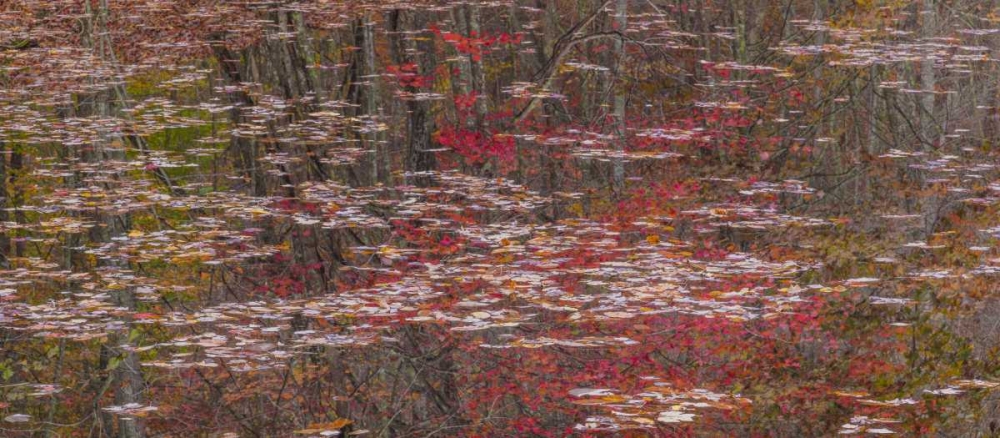TN Fall reflections in Fall Creek Lake art print by Don Paulson for $57.95 CAD
