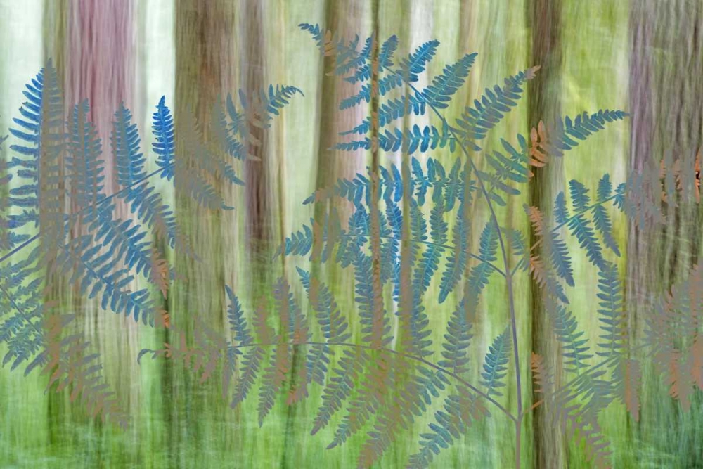 WA, Seabeck Collage of bracken ferns and forest art print by Don Paulson for $57.95 CAD